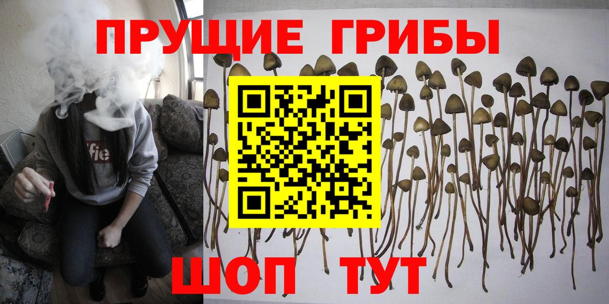 Псилоцибиновые грибы прущие грибы Пенза